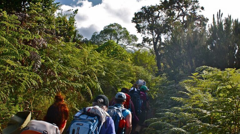 rongai-forest